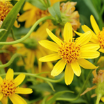 Arnica