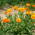 Calendula