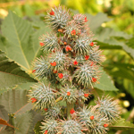 Castor Plant