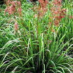 Citronella