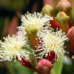 Clove Essential Oil