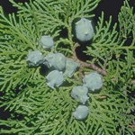 Cypress Essential Oil