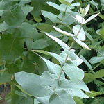 Eucalyptus Essential Oil