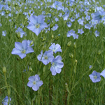 Flax Oil