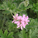 Geranium Essential Oil