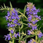 Hyssop Extract