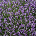 Lavender Essential Oil