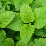 Lemon Balm