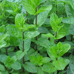 Mint Essential Oil