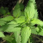 Nettle Extract