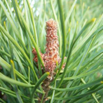 Pine Essential Oil