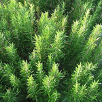 Rosemary Essential Oil