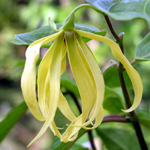 Ylang Extract