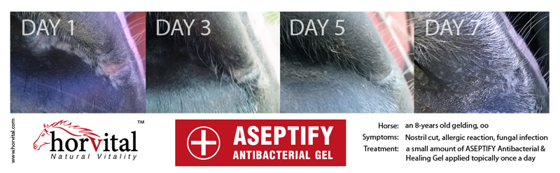 Aseptify - Antibacterial & Healing Gel